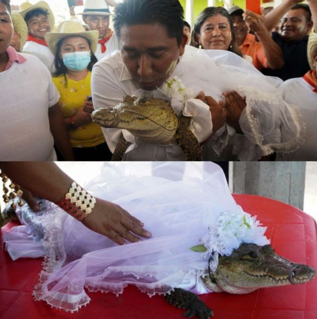 In front of guests, a man marries an alligator dressed in a white wedding gown and kisses it.