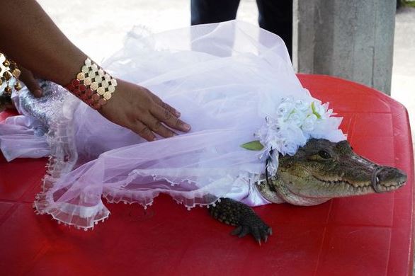 In front of guests, a man marries an alligator dressed in a white wedding gown and kisses it.