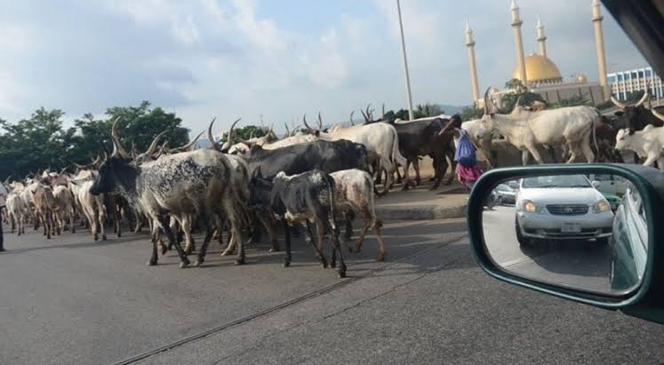More Than 100 Cows Halted a Main Road for Hours, Leaving Motorists Stranded.