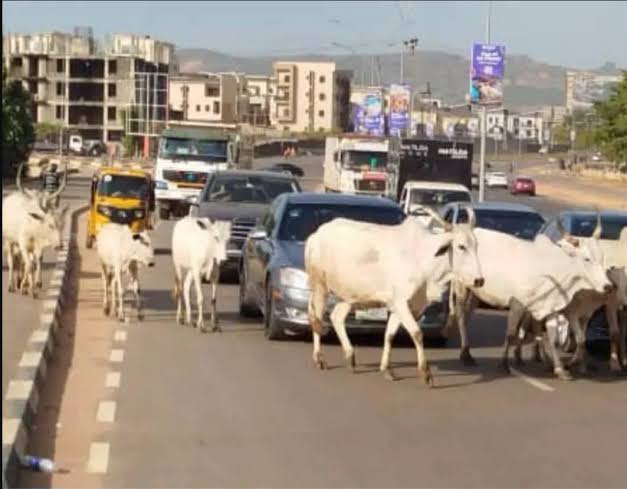 More Than 100 Cows Halted a Main Road for Hours, Leaving Motorists Stranded.